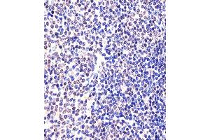 (ABIN6242307 and ABIN6577974) staining (Mouse) Eed in Mouse spleen tissue sections by Immunohistochemistry (IHC-P - paraformaldehyde-fixed, paraffin-embedded sections). (EED 抗体  (AA 269-303))