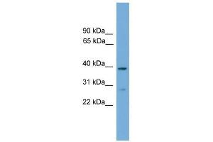 NCF4 antibody used at 0.