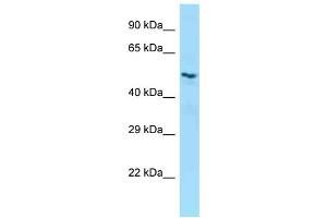 Host: Rabbit Target Name: LILRB5 Sample Type: OVCAR-3 Whole Cell lysates Antibody Dilution: 1.