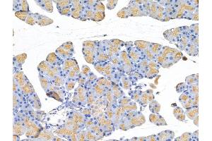 ABIN7094758 and ABIN7098809 at 1/100 staining Rat pancreatic tissue by IHC-P. (TUBB2A 抗体  (C-Term))