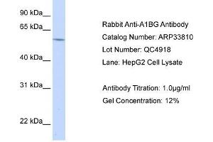 WB Suggested Anti-A1BG AntibodyTitration: 1. (A1BG 抗体  (N-Term))