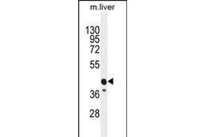 CACNG8 Antibody (N-term) (ABIN655566 and ABIN2845067) western blot analysis in mouse liver tissue lysates (35 μg/lane). (CACNG8 抗体  (N-Term))