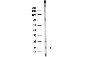 anti-LIM Domain Only 4 (LMO4) (C-Term) antibody