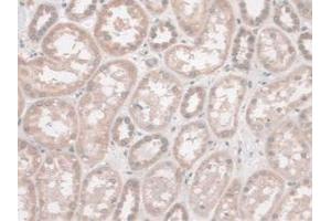 IHC-P analysis of Human Kidney Tissue, with DAB staining. (SYNE2 抗体  (AA 6-296))
