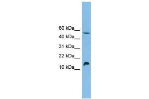 WB Suggested Anti-EPO Antibody Titration: 0. (EPO 抗体  (Middle Region))