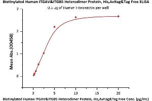 Immobilized Human Fibronectin at 5 μg/mL (100 μL/well) can bind Biotinylated Human ITGAV&ITGB5 Heterodimer Protein, His,Avitag&Tag Free (ABIN5955012,ABIN6253518) with a linear range of 0. (ITGAV/ITGB5 Protein (AA 31-992) (His tag,AVI tag,Biotin))