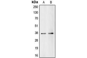 Western blot analysis of BUB3 expression in HeLa (A), HEK293T (B) whole cell lysates. (BUB3 抗体  (C-Term))