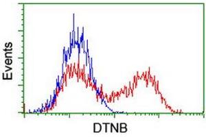 Image no. 5 for anti-Dystrobrevin, beta (DTNB) antibody (ABIN1497913) (Dystrobrevin beta 抗体)