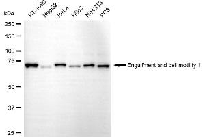 anti-Engulfment and Cell Motility 1 (ELMO1) antibody