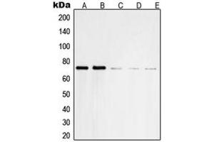 Western blot analysis of SHPTP2 expression in HeLa (A), Jurkat (B), NIH3T3 (C), U937 (D), A431 (E) whole cell lysates.