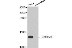 Western Blotting (WB) image for anti-Histone H4 (3meLys20) antibody (ABIN6219533) (Histone H4 抗体  (3meLys20))