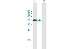 Western Blot analysis of SAMHD1 expression in transfected 293T cell line by SAMHD1 MaxPab polyclonal antibody. (SAMHD1 抗体  (AA 1-626))