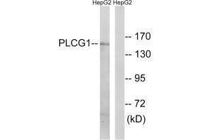 Western blot analysis of extracts from COS7 cells treated with EGF (200 ng/mL, 30 min), using PLCG1 (Ab-771) antibody. (Phospholipase C gamma 1 抗体  (Tyr771))