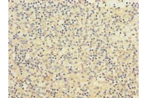 Immunohistochemistry of paraffin-embedded human spleen tissue using ABIN7160690 at dilution of 1:100 (PIGL 抗体  (AA 23-252))