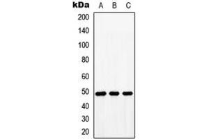 Western blot analysis of BMP10 expression in HeLa (A), NIH3T3 (B), H9C2 (C) whole cell lysates. (BMP10 抗体  (Center))