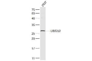 293T lysates probed with UBE2J2 Polyclonal Antibody, Unconjugated  at 1:300 dilution and 4˚C overnight incubation. (UBE2J2 抗体  (AA 1-100))