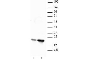 Histone H2B acetyl Lys12 pAb tested by Western blot. (Histone H2B 抗体  (acLys12))