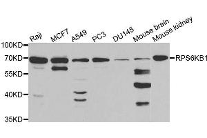Western blot analysis of extracts of various cell lines, using RPS6KB1 antibody. (RPS6KB1 抗体  (AA 1-352))