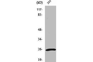 Western Blot analysis of 293 cells using UCH-L1 Polyclonal Antibody (UCHL1 抗体  (C-Term))
