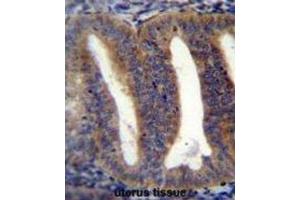 Immunohistochemistry (IHC) image for anti-RNA Binding Protein with Multiple Splicing 2 (RBPMS2) antibody (ABIN2996538) (RBPMS2 抗体)