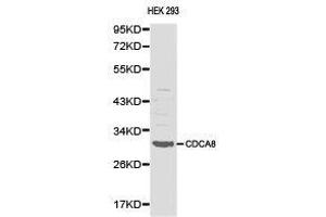 Western Blotting (WB) image for anti-Cell Division Cycle Associated 8 (CDCA8) antibody (ABIN1871692) (CDCA8 抗体)