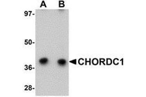 Western blot analysis of CHORDC1 in 293 cell lysate with AP30227PU-N CHORDC1 antibody at (A) 1 and (B) 2 μg/ml. (CHORDC1 抗体  (N-Term))