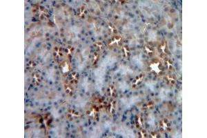IHC-P analysis of Human Tissue, with DAB staining. (MGEA5 抗体  (AA 319-450))