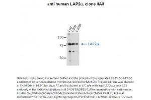 Image no. 1 for anti-Thymopoietin (TMPO) (AA 650-750) antibody (ABIN1042619) (Thymopoietin 抗体  (AA 650-750))
