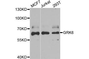 Western blot analysis of extracts of various cell lines, using GRK6 antibody. (GRK6 抗体)