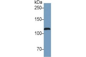 Western Blotting (WB) image for Nitric Oxide Synthase 2, Inducible (NOS2) ELISA Kit (ABIN6730909)