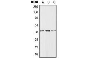Western blot analysis of GPR81 expression in HEK293T (A), Raw264. (GPR81 抗体  (C-Term))