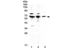 Western Blotting (WB) image for anti-CD5 (CD5) (AA 25-495) antibody (ABIN6654154)