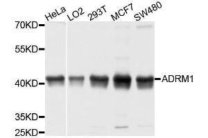 Western blot analysis of extracts of various cell lines, using ADRM1 antibody. (ADRM1 抗体  (AA 108-407))