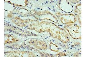 Immunohistochemistry of paraffin-embedded human kidney tissue using ABIN7147915 at dilution of 1:100 (CLDN8 抗体  (AA 141-225))