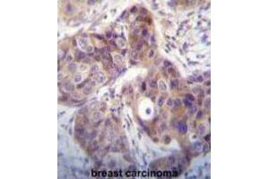 Immunohistochemistry (IHC) image for anti-Kallikrein 6 (KLK6) antibody (ABIN3002615) (Kallikrein 6 抗体)