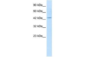 KCNQ1 antibody used at 1. (KCNQ1 抗体  (N-Term))