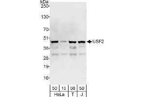 Western Blotting (WB) image for anti-Upstream Transcription Factor 2, C-Fos Interacting (USF2) (AA 1-50) antibody (ABIN7453452)