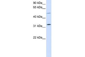 WB Suggested Anti-SHOX2 Antibody Titration: 0. (SHOX2 抗体  (Middle Region))