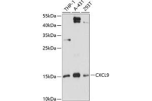 Western blot analysis of extracts of various cell lines, using CXCL9 antibody (ABIN6134302, ABIN6139277, ABIN6139278 and ABIN6218996) at 1:3000 dilution. (CXCL9 抗体  (C-Term))