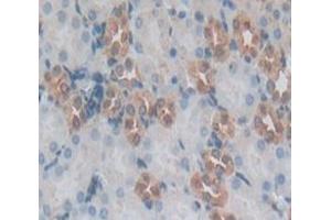 IHC-P analysis of Mouse Tissue, with DAB staining. (IDO 抗体  (AA 26-199))