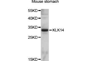 Western blot analysis of extracts of mouse stomach, using KLK14 antibody (ABIN5998082) at 1/1000 dilution. (Kallikrein 14 抗体)