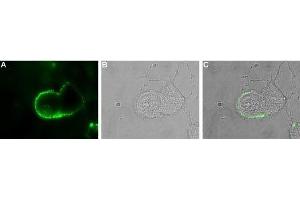Expression of ASIC in rat PC12 cells - Cell surface detection of ASIC in live intact rat PC12 pheochromocytoma cells.