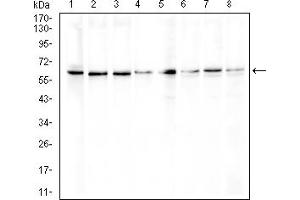 Western Blotting (WB) image for anti-Excision Repair Cross Complementing Polypeptide-1 (ERCC1) (AA 1-297) antibody (ABIN7193699)