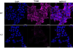 anti-TRAF Family Member-Associated NFKB Activator (TANK) antibody