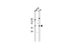 All lanes : Anti-PTGDR Antibody (C-Term) at 1:2000 dilution Lane 1: HepG2 whole cell lysate Lane 2: Y79 whole cell lysate Lysates/proteins at 20 μg per lane. (PTGDR 抗体  (AA 306-348))