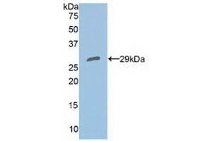 Detection of Recombinant PRDX4, Human using Polyclonal Antibody to Peroxiredoxin 4 (PRDX4) (Peroxiredoxin 4 抗体  (AA 6-249))