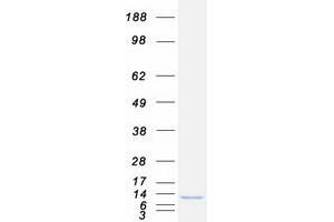 Validation with Western Blot