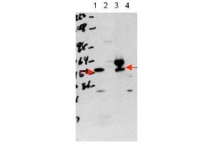 Image no. 1 for anti-Thyroid Hormone Receptor, alpha (THRA) (Isoform 1), (N-Term) antibody (ABIN401406) (THRA 抗体  (Isoform 1, N-Term))