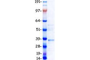 Validation with Western Blot (HOXA7 Protein (Myc-DYKDDDDK Tag))