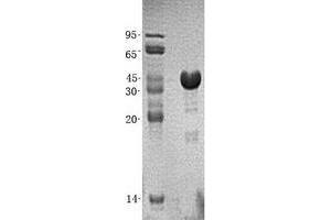 Validation with Western Blot (TSTA3 Protein (His tag))
